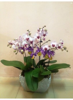 Phalaenopsis Potted Plant